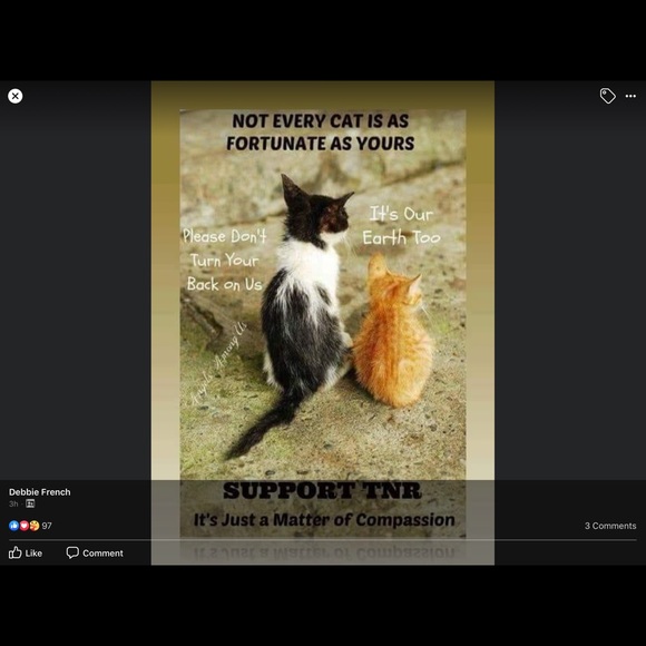 So many unwanted unloved kittens left to starve! - Picture 4 of 4